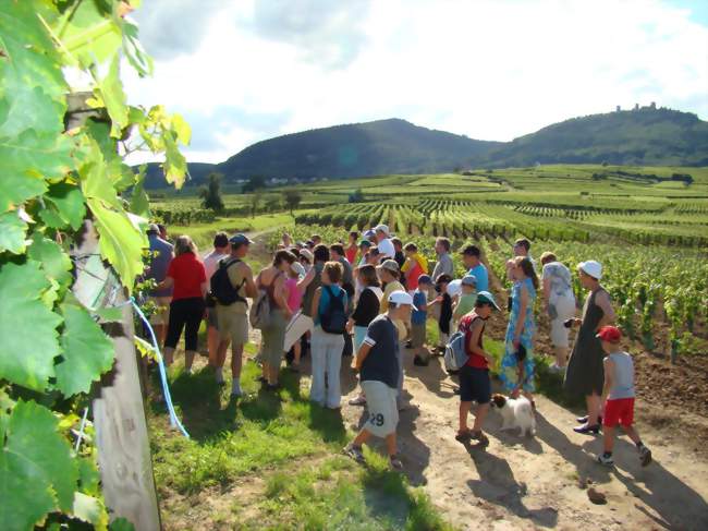 Visite guidée du sentier viticole