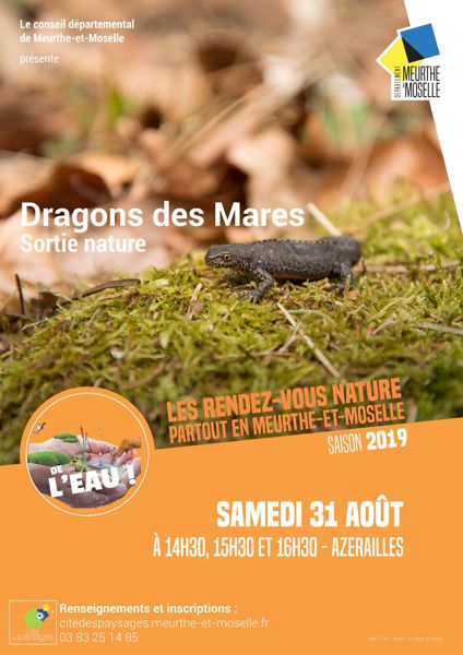 Sortie nature: Dragons des mares.