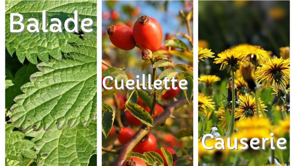 Les plantes comestibles autours de chez nous