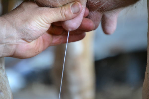 Les Visit'actives - Je trais une vache laitière avec Michaël Guillet, éleveur en conversion bio (Ferme Guillet)