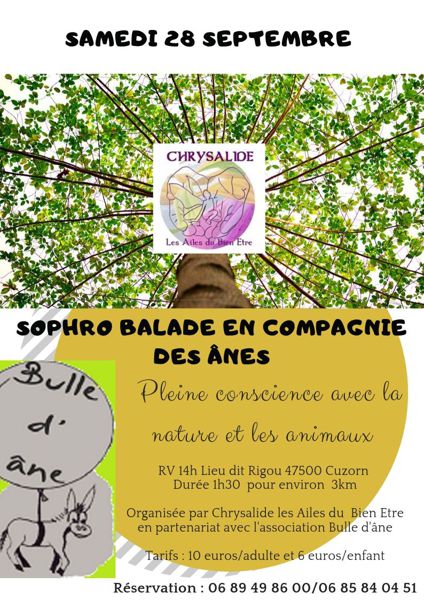 Sophro balade en compagnie des ânes