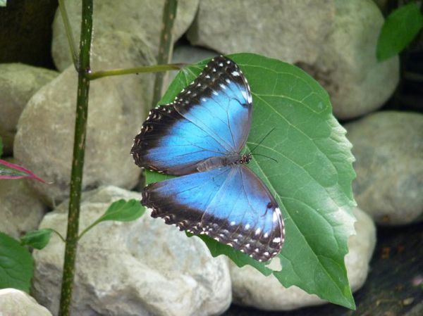 SORTIE A DIE (DROME) visite du jardin des découvertes et des papillons