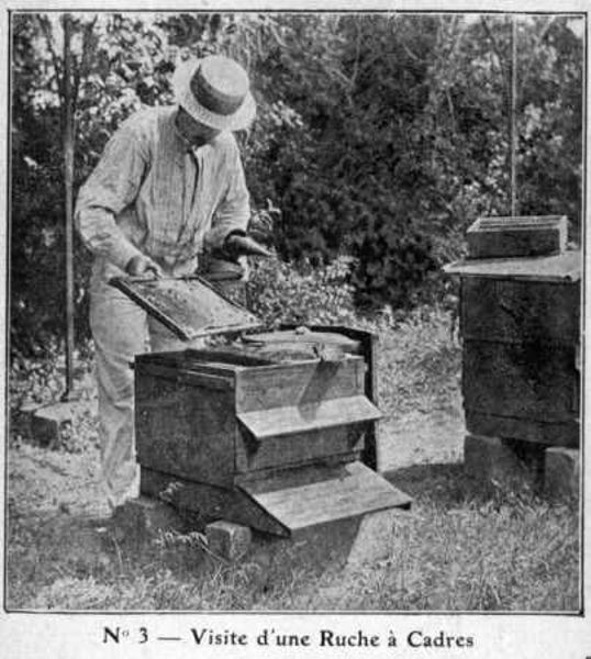 Stage Apiculture débutant