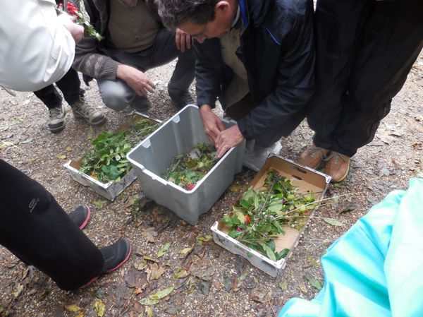 Salades de printemps