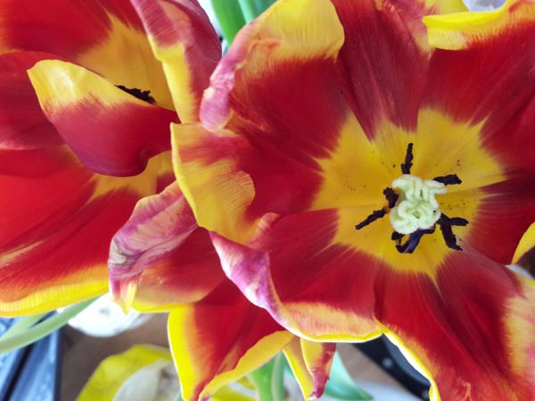 créativité et art floral : créer avec des tulipes