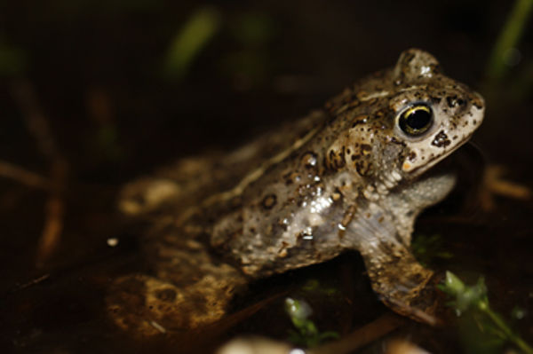 Grenouilles, crapauds et compagnie