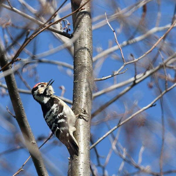 Oiseaux de la forêt de Châteauroux