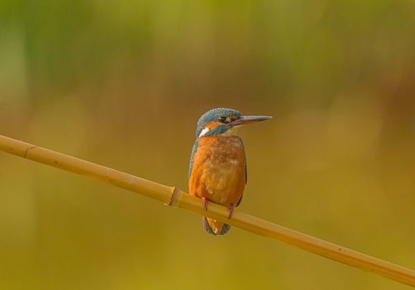 Stage Photographie Animalière