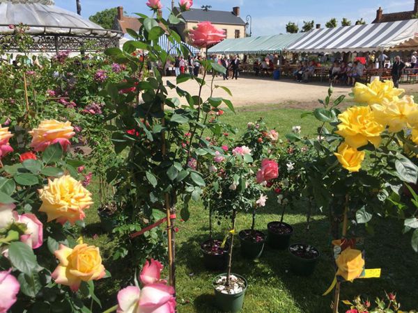 fête des beignets aux fleurs d'acacia