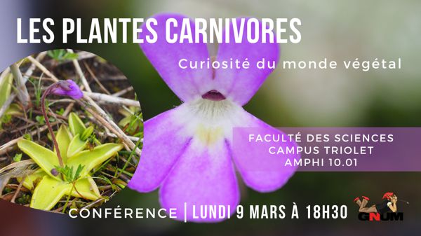 Les Plantes Carnivores : curiosité du monde végétal