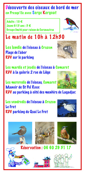 Sorties ornithologiques : découverte des oiseaux en presqu'île de Crozon Finistère