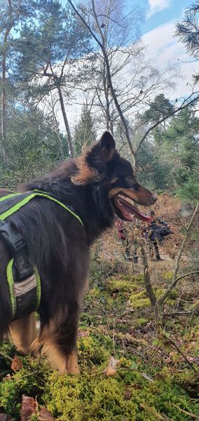 Initiation au mantrailing (recherche de personne avec des chiens)