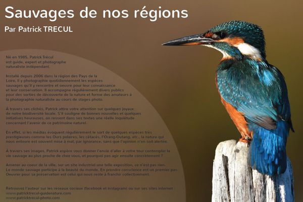 Sauvages de nos régions