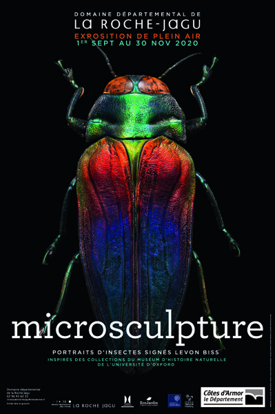 Microsculpture - Portraits d'insectes signés Levon Biss