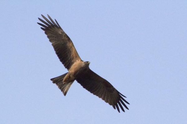 Migration des oiseaux