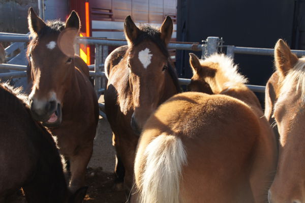 Foire Chevaline de Gabriac