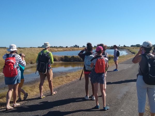 Sortie nature : les oiseaux du Marais Breton