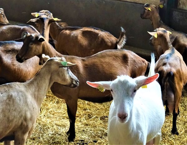 ANNULÉ Visite guidée - Fromagerie Turpeau