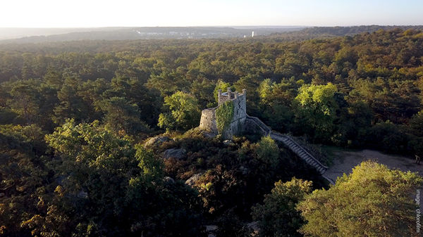 Une visite guidée spéciale biodiversité en forêt de Fontainebleau