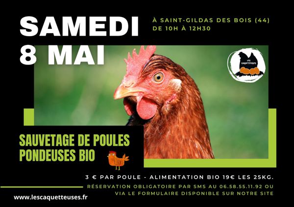 Sauvetage de poules pondeuses