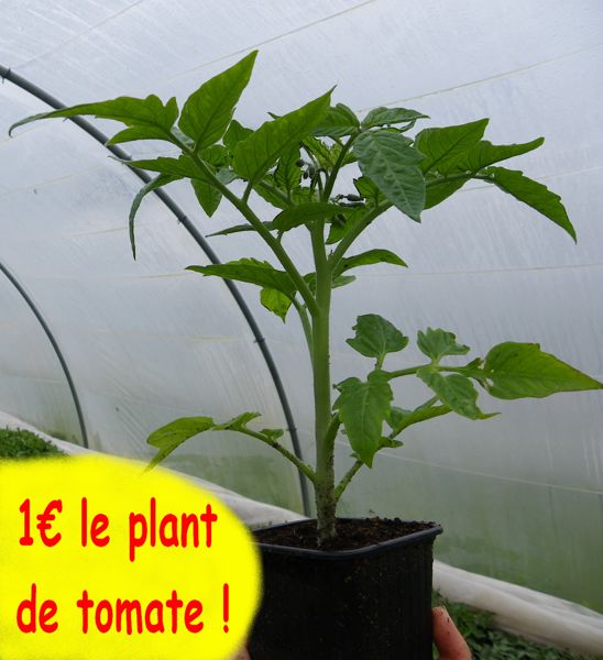 Vente plants pour le potager, jardin mod kozh