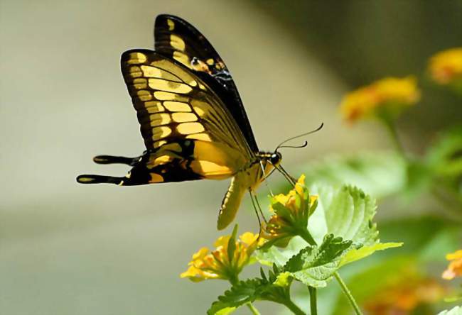 Exposition de papillons