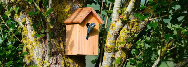 Atelier de fabrication de nichoirs à oiseaux