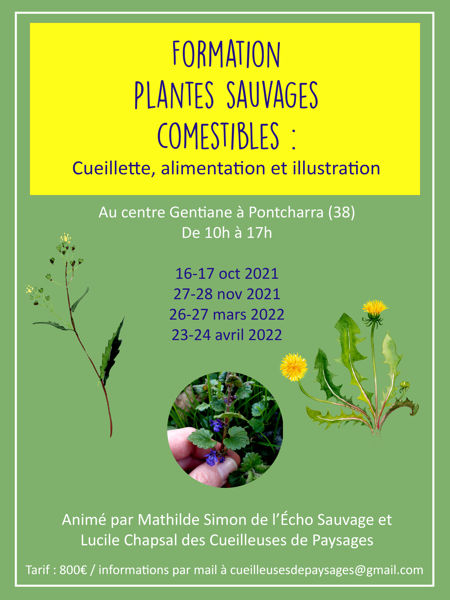 Un cycle de formation de 4 weekends pour vous accompagner jusqu’à l’autonomie en cueillette et dégustation des plantes sauvages