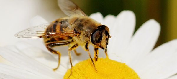 Fête de la science rencontre avec les pollinisateurs