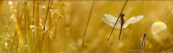 Ciné-débat : regards croisés sur la biodiversité