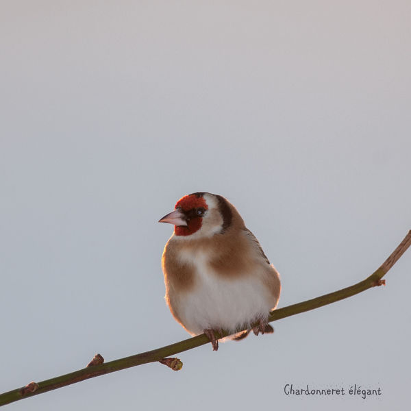 les oiseaux par le chant