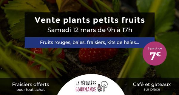 Vente de plants de petits fruits