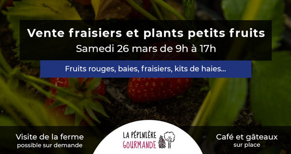 Vente de plants de fraisiers et de petits fruits