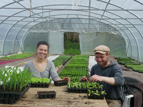 Foire aux plants potagers, tomates anciennes