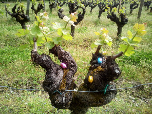 Pâques en vignes au Château haut- Claverie