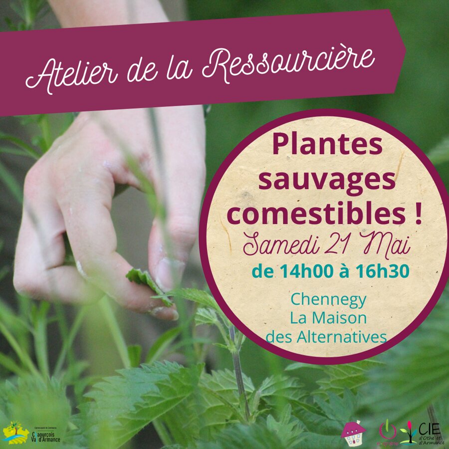 Plantes Sauvages Comestibles