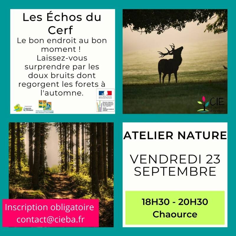 Les échos du cerf