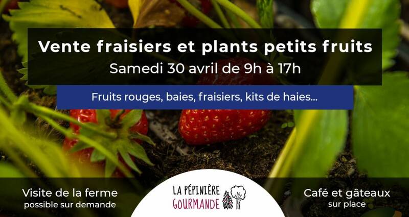 Vente de plants de fraisiers et petits fruits