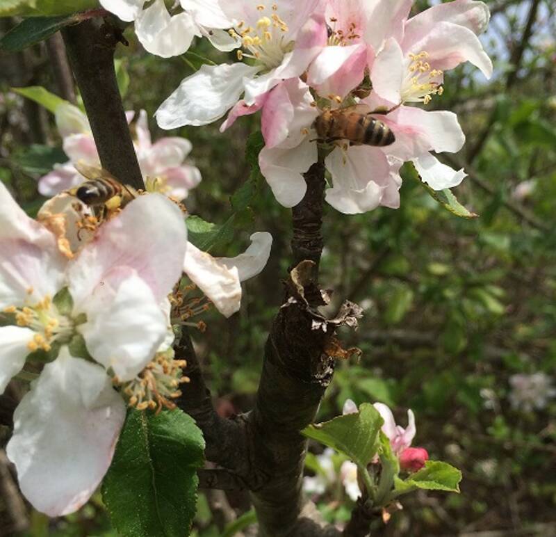 dessin et linogravure au jardin