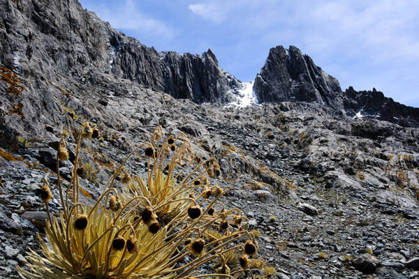 La flore alpine des Andes, championne de l'évolution et de la diversification