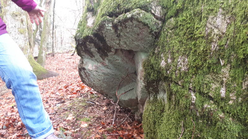 Bain de forêt dans les bois d'Artus