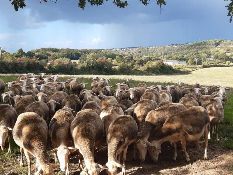 Randonnées pédestres à travers les vignes et le Layon