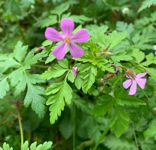 Les Plantes Médicinales