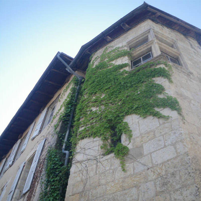 Sortie nature : nature en ville