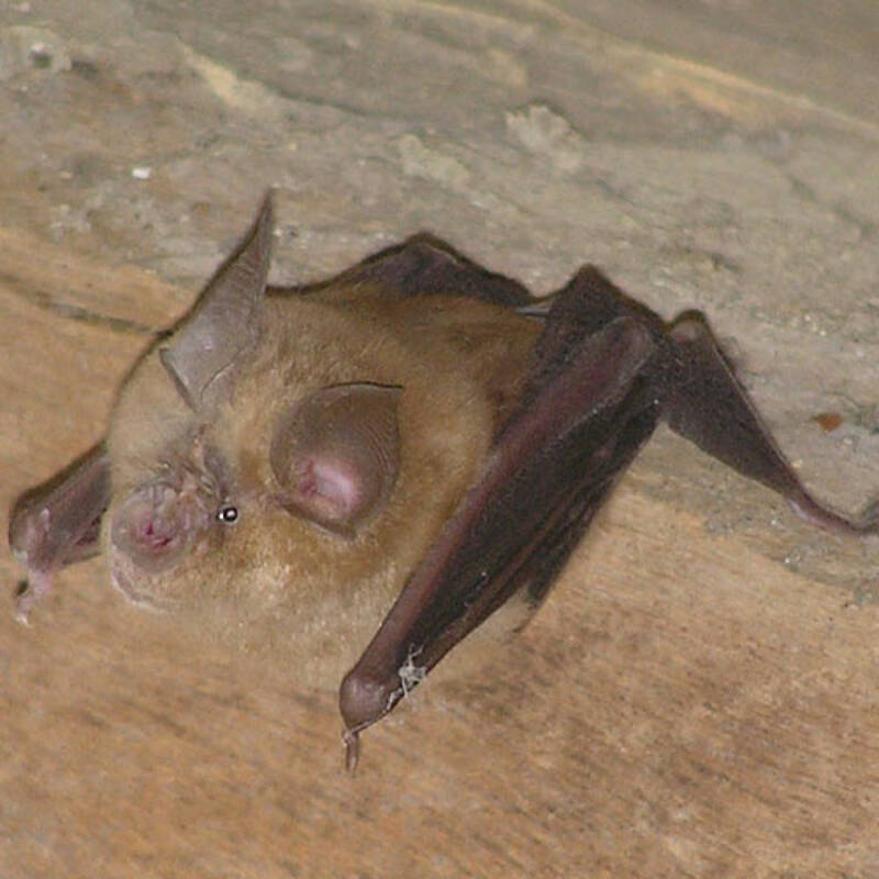 Atelier enfants : À la découverte des mammifères ailés