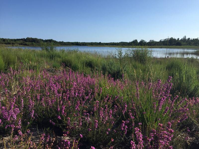 Balade Etang de Langouarde