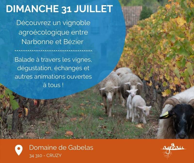 Journées Vignes Ouvertes : l’agroécologie au cœur des vignes