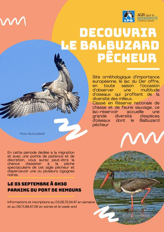 Découvrir le Balbuzard pêcheur