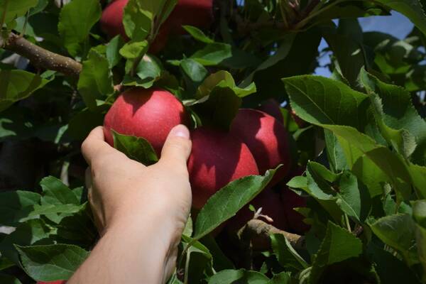 Cueillette de pommes au Verger