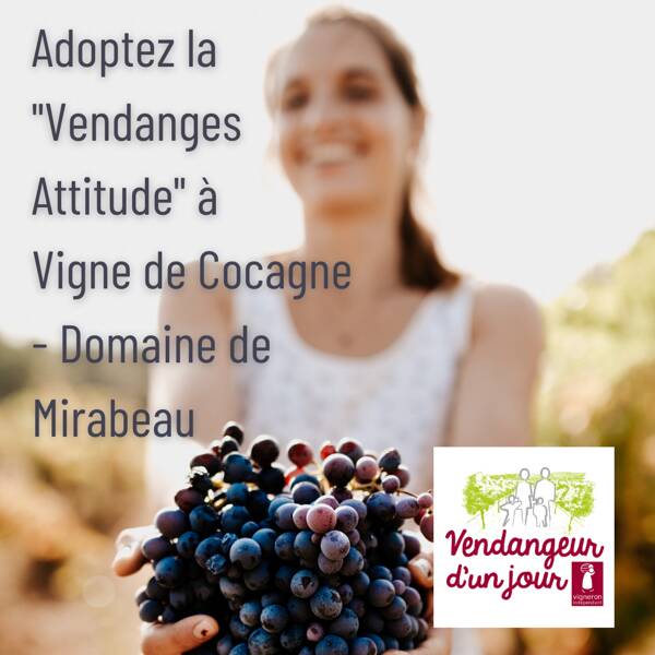 Vendangeur d'un Jour® au Domaine de Mirabeau - Vigne de Cocagne